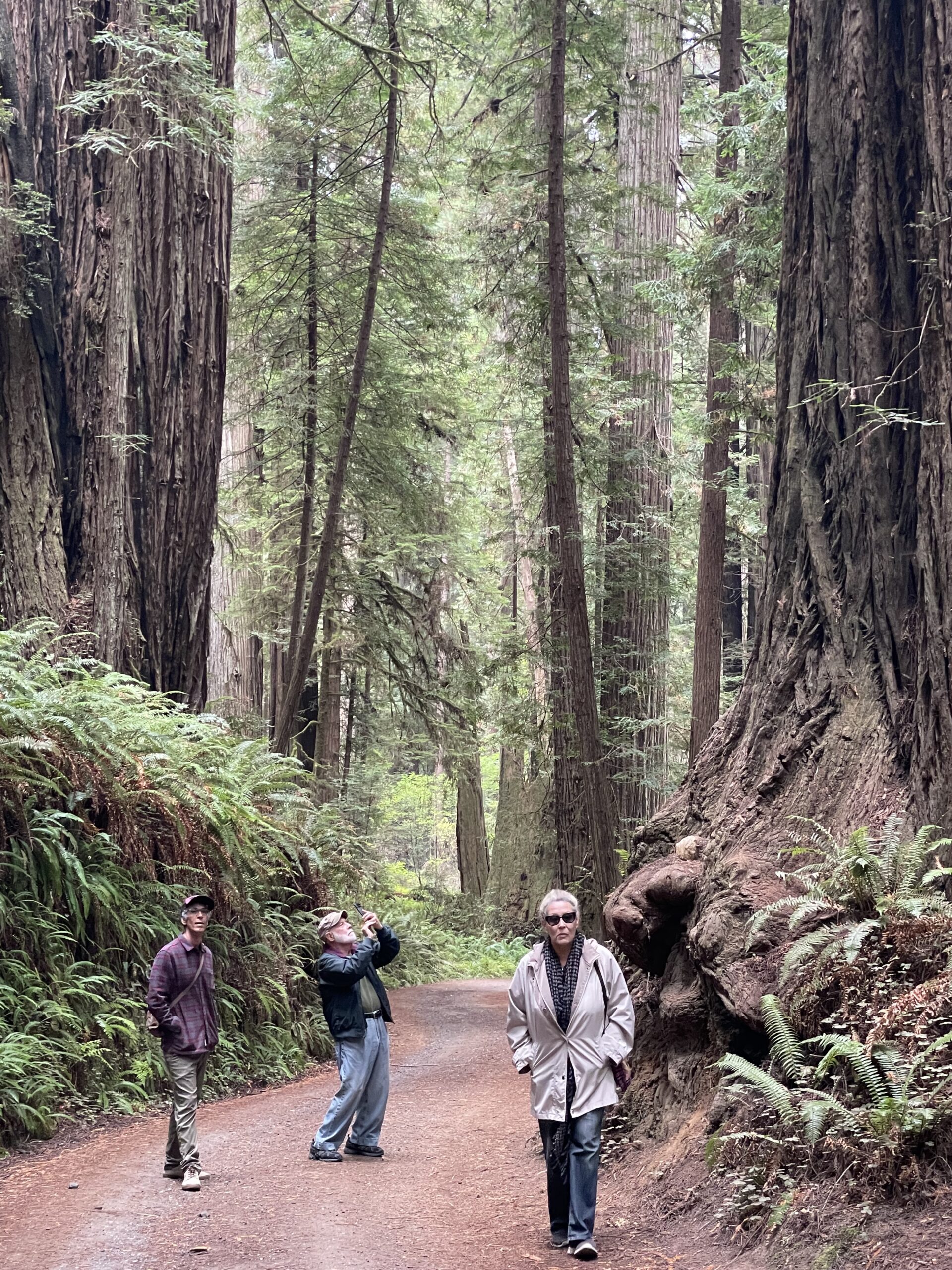 IMG_6647 Three people looking at the redwood trees.