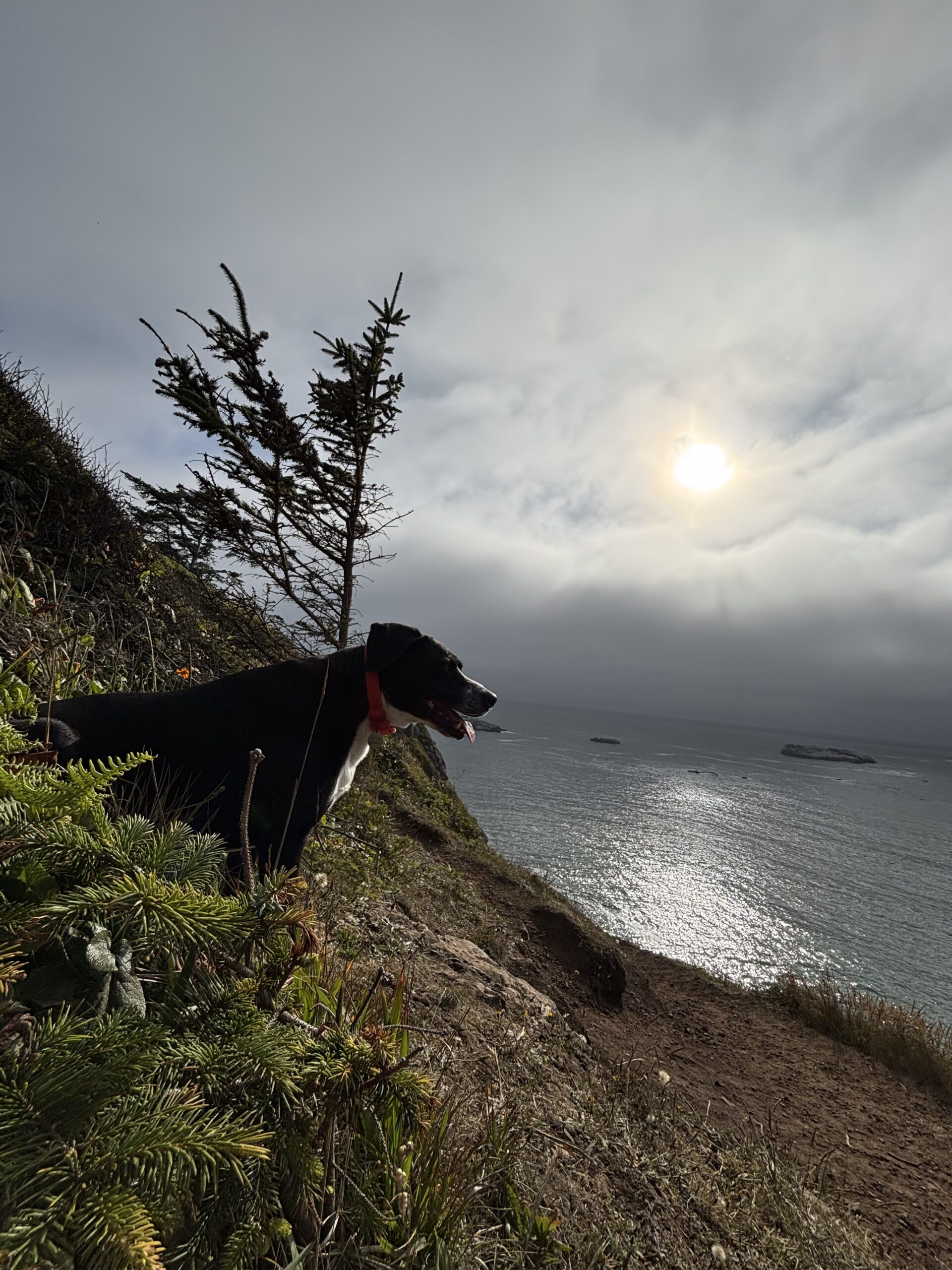 IMG_8417 A dog looking out over the ocean.